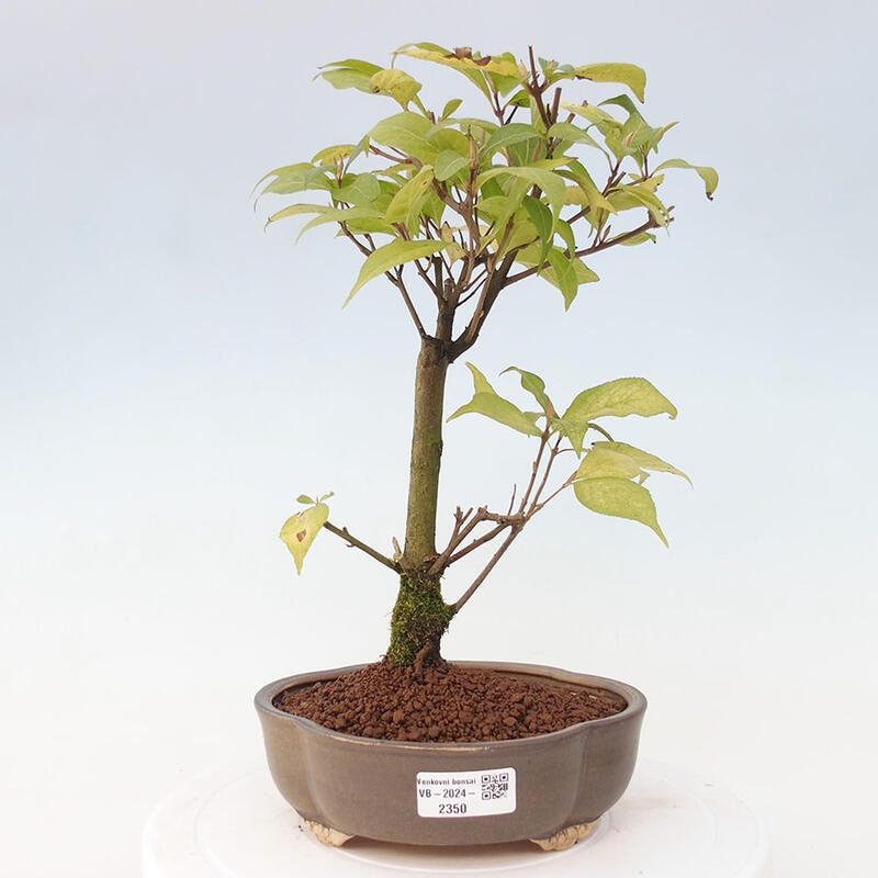 Bonsai im Freien - wunderschöne Pflanze - Callicarpa japonica