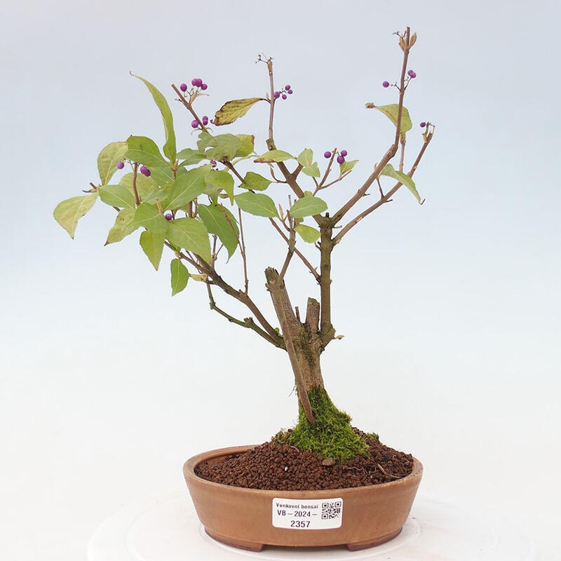 Bonsai im Freien - wunderschöne Pflanze - Callicarpa japonica