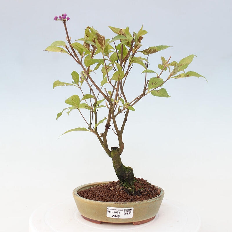 Bonsai im Freien - wunderschöne Pflanze - Callicarpa japonica