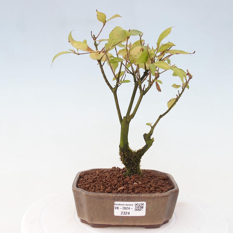 Bonsai im Freien - wunderschöne Pflanze - Callicarpa japonica