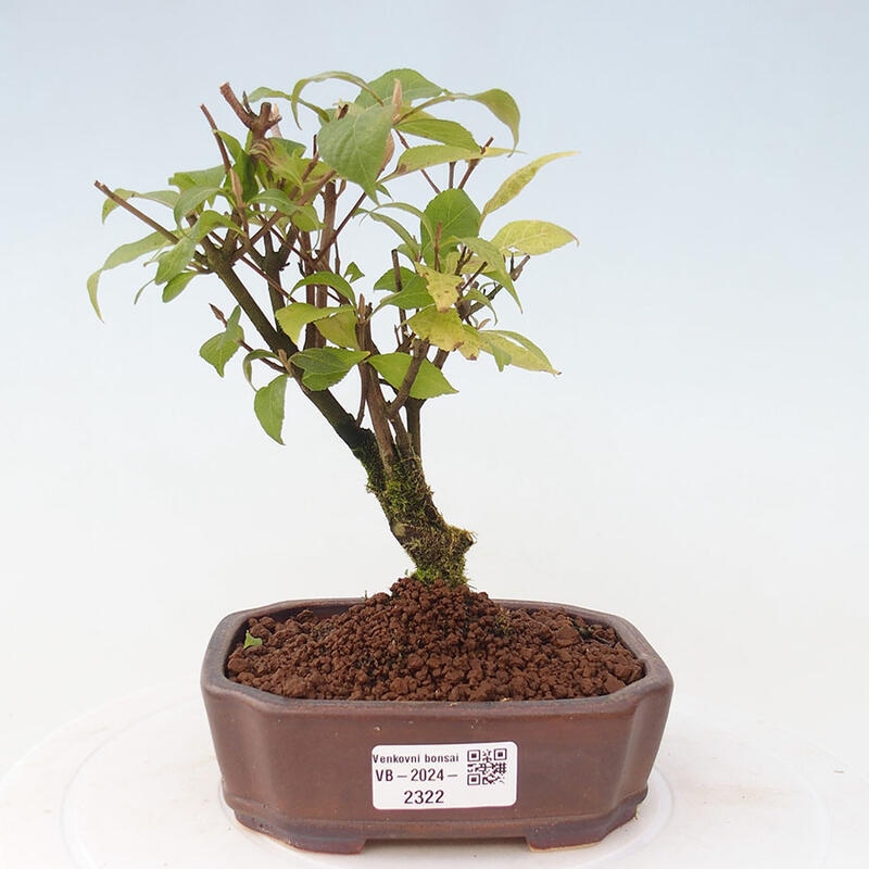 Bonsai im Freien - wunderschöne Pflanze - Callicarpa japonica