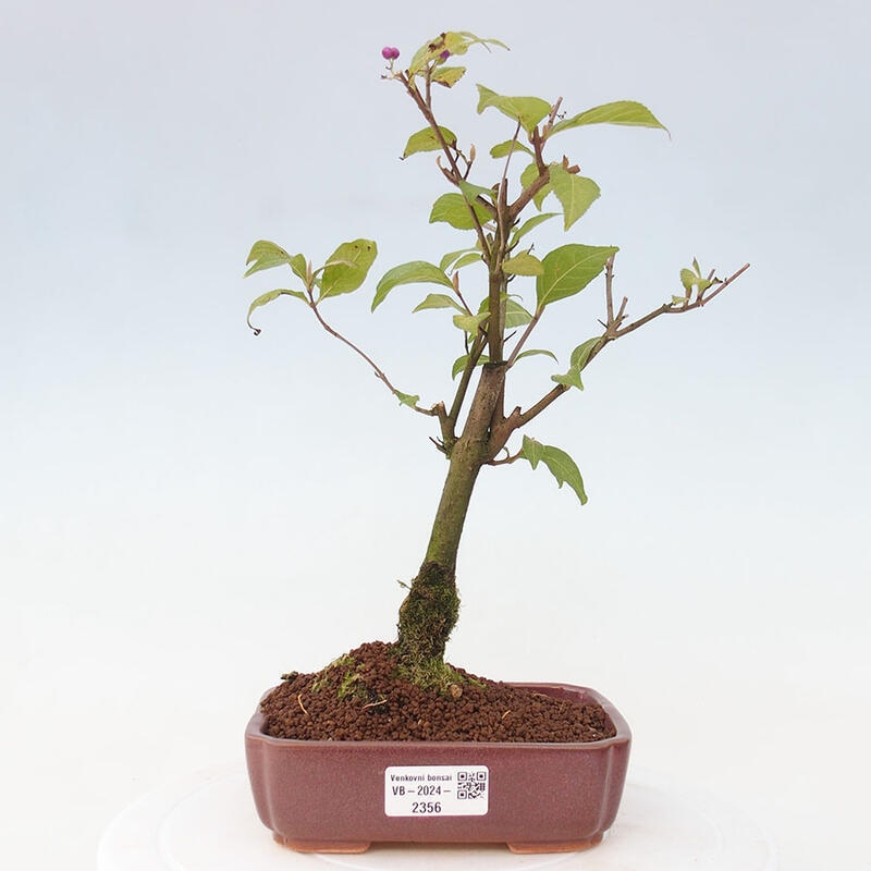 Bonsai im Freien - wunderschöne Pflanze - Callicarpa japonica