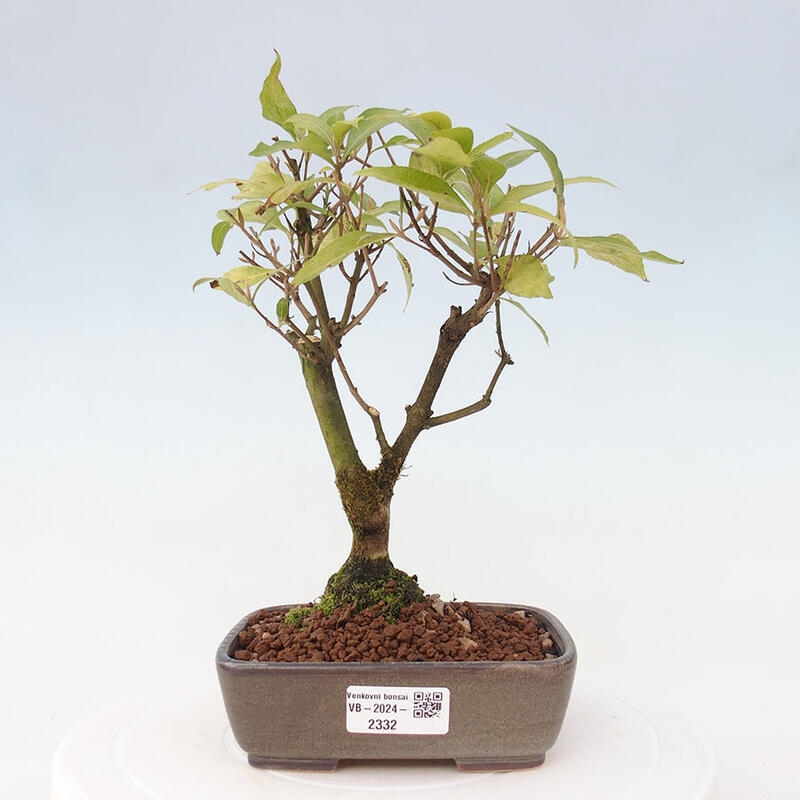 Bonsai im Freien - wunderschöne Pflanze - Callicarpa japonica