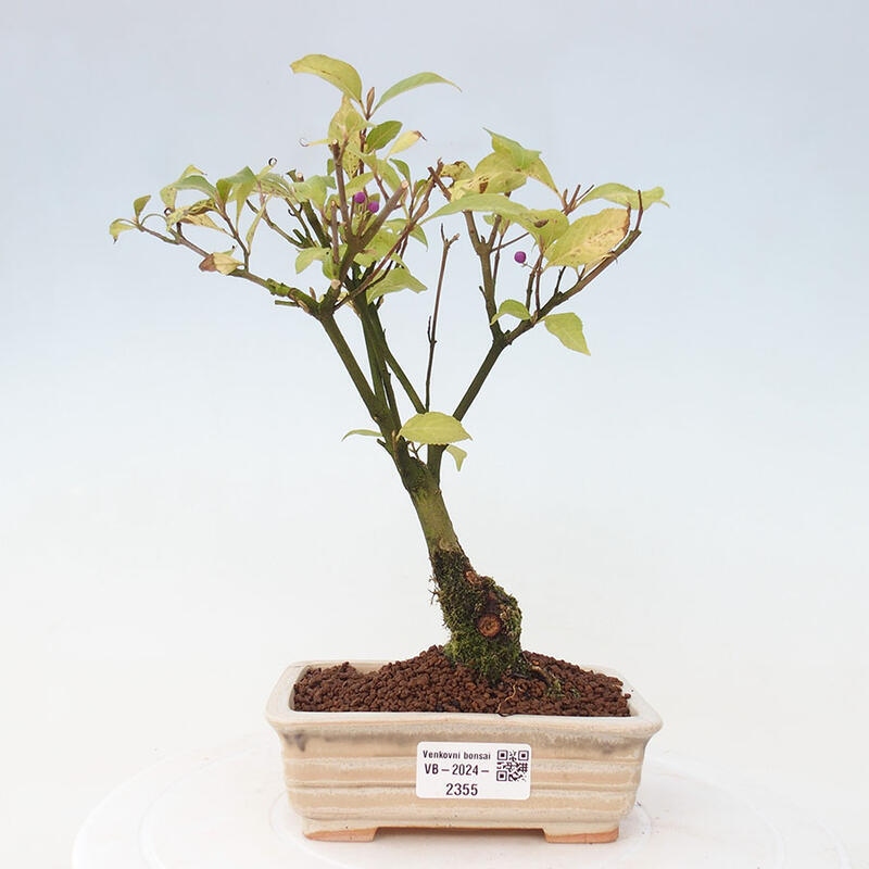 Bonsai im Freien - wunderschöne Pflanze - Callicarpa japonica