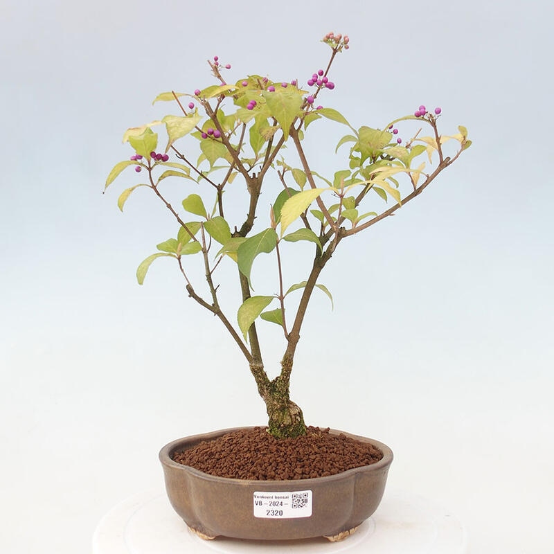 Bonsai im Freien - wunderschöne Pflanze - Callicarpa japonica