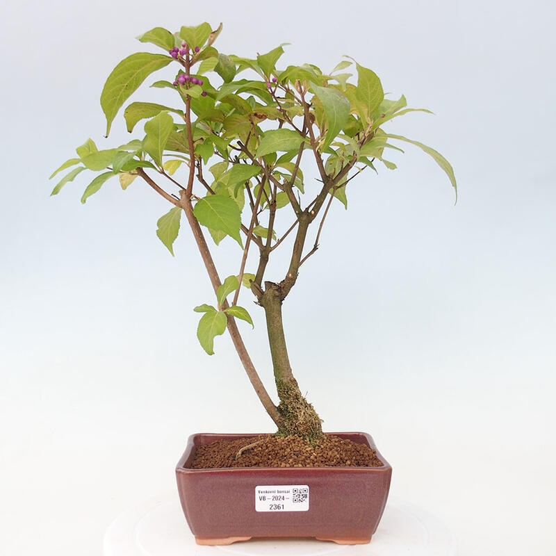 Bonsai im Freien - wunderschöne Pflanze - Callicarpa japonica