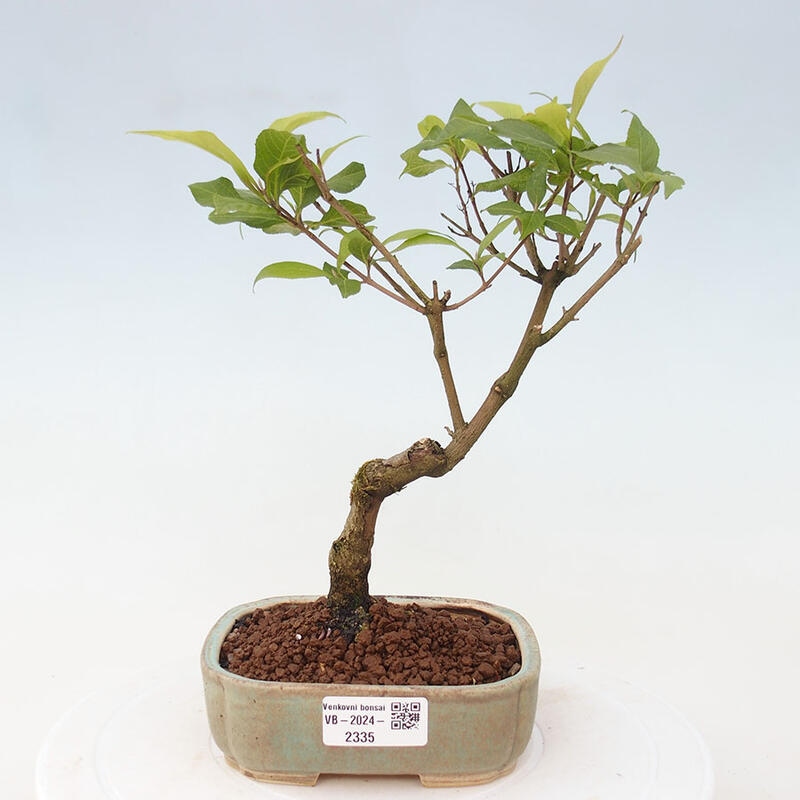 Bonsai im Freien - wunderschöne Pflanze - Callicarpa japonica