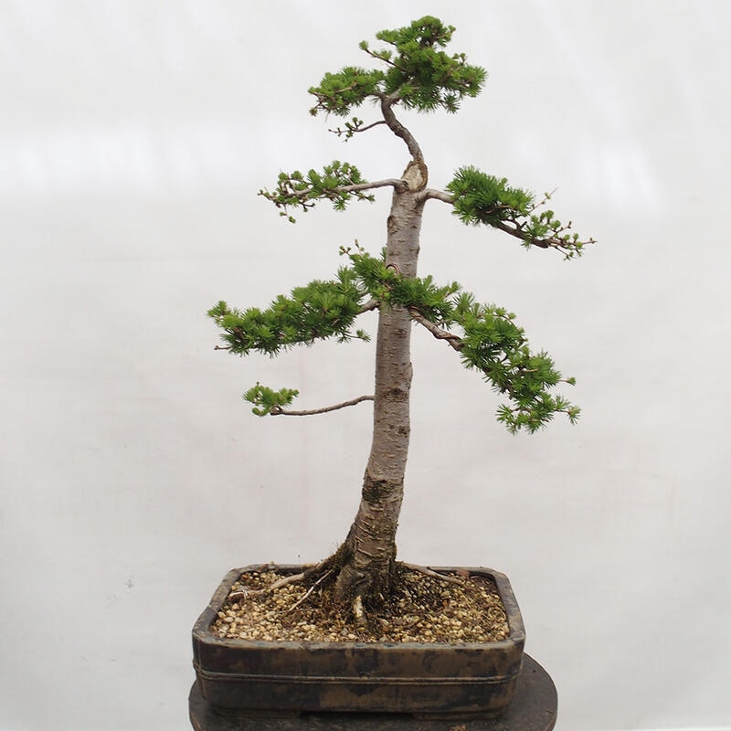 Freilandbonsai - Larix decidua - Laublärche