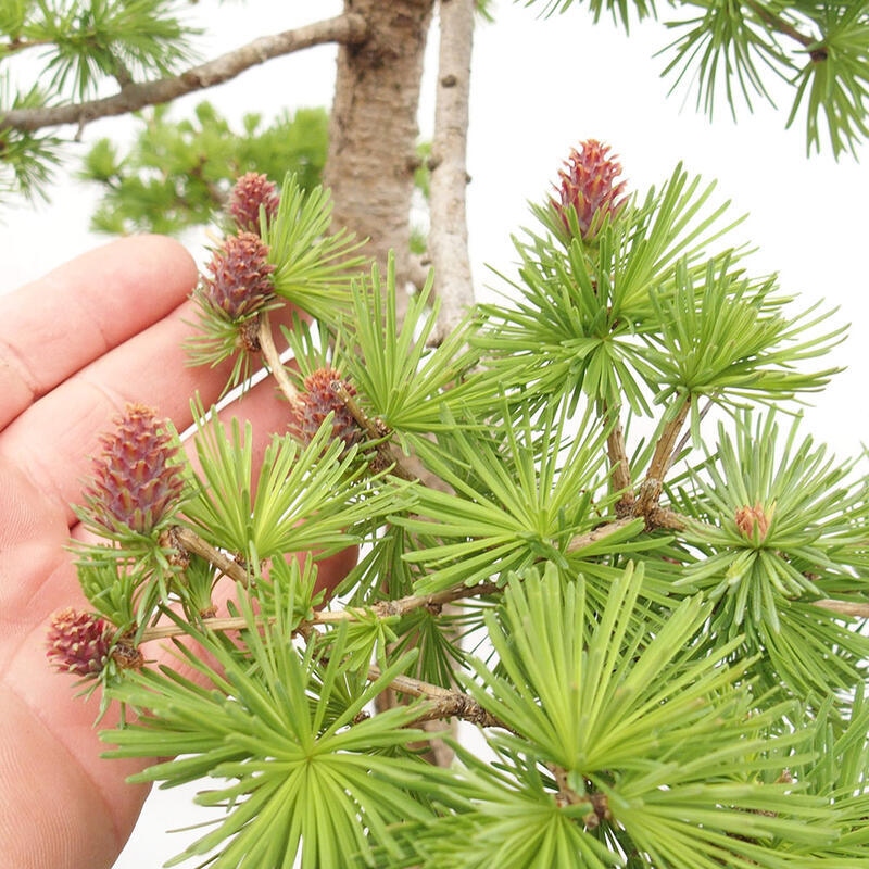 Freilandbonsai - Larix decidua - Laublärche