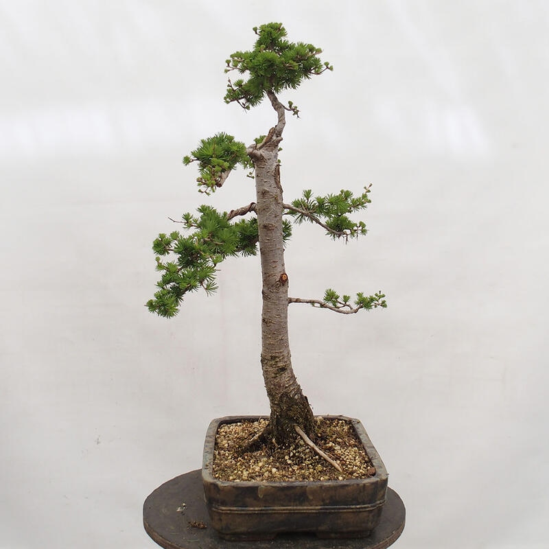 Freilandbonsai - Larix decidua - Laublärche