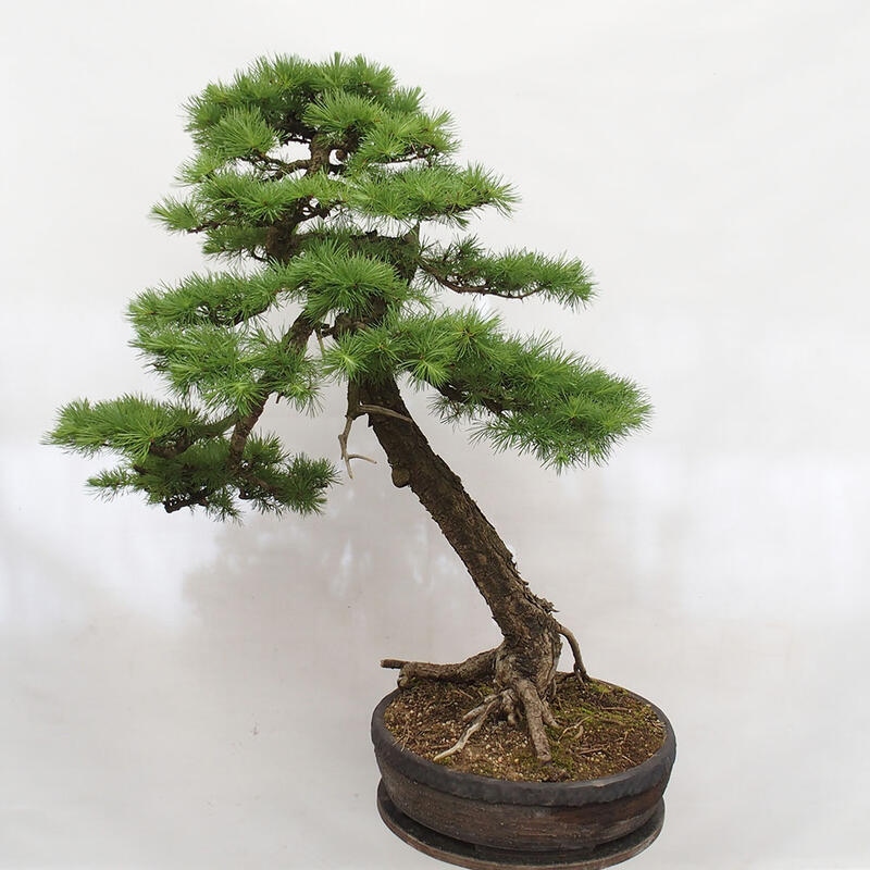 Freilandbonsai - Larix decidua - Laublärche