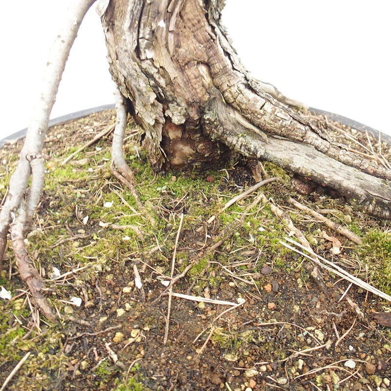 Freilandbonsai - Larix decidua - Laublärche