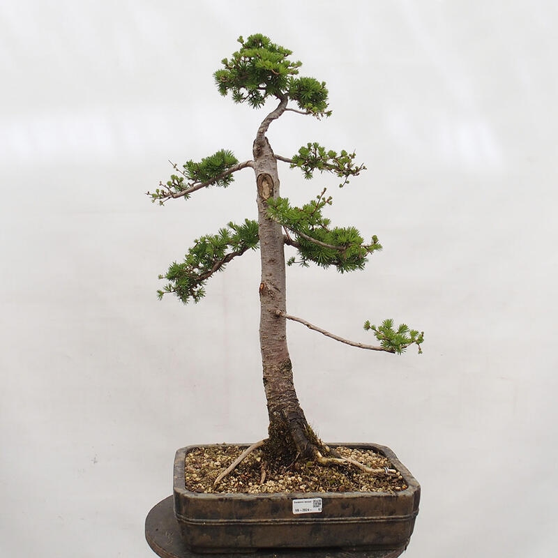 Freilandbonsai - Larix decidua - Laublärche