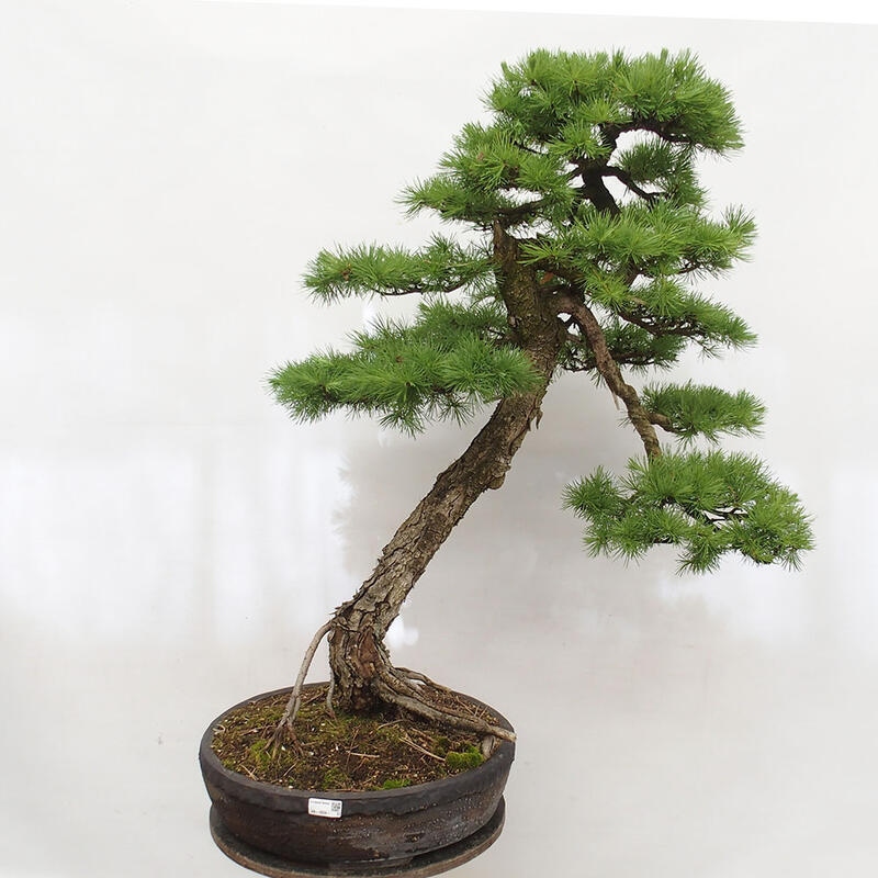 Freilandbonsai - Larix decidua - Laublärche