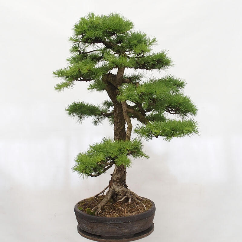 Freilandbonsai - Larix decidua - Laublärche