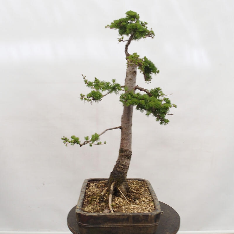 Freilandbonsai - Larix decidua - Laublärche