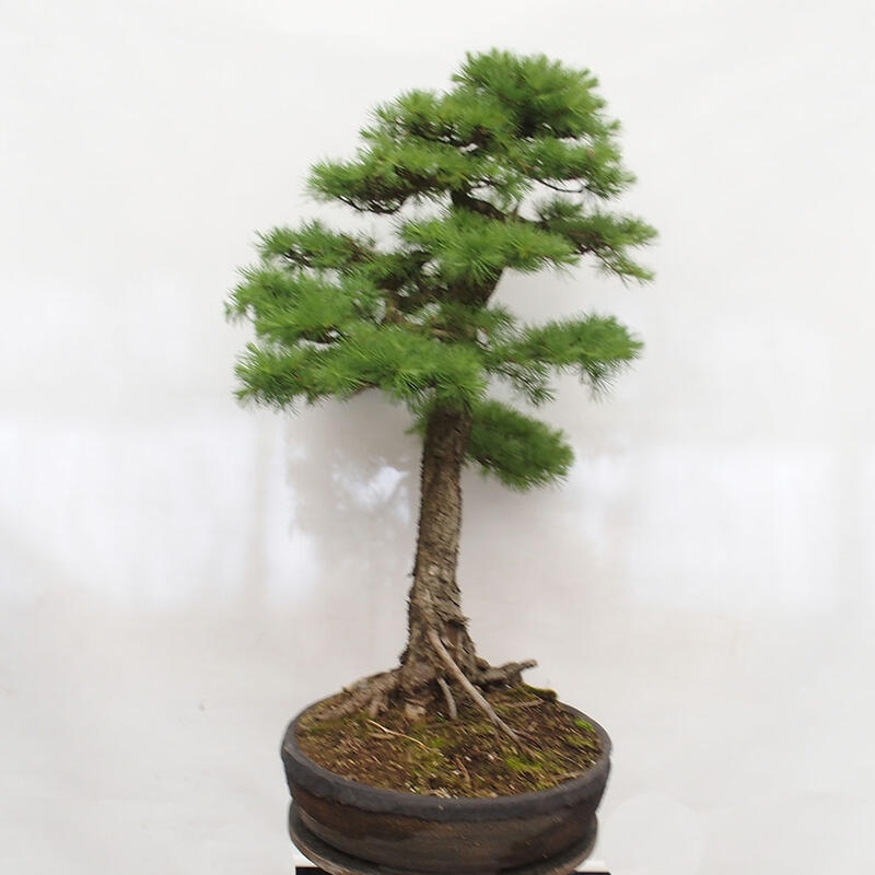 Freilandbonsai - Larix decidua - Laublärche