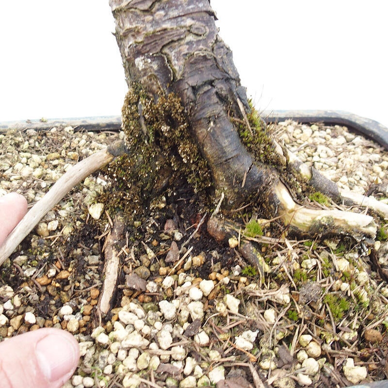 Freilandbonsai - Larix decidua - Laublärche