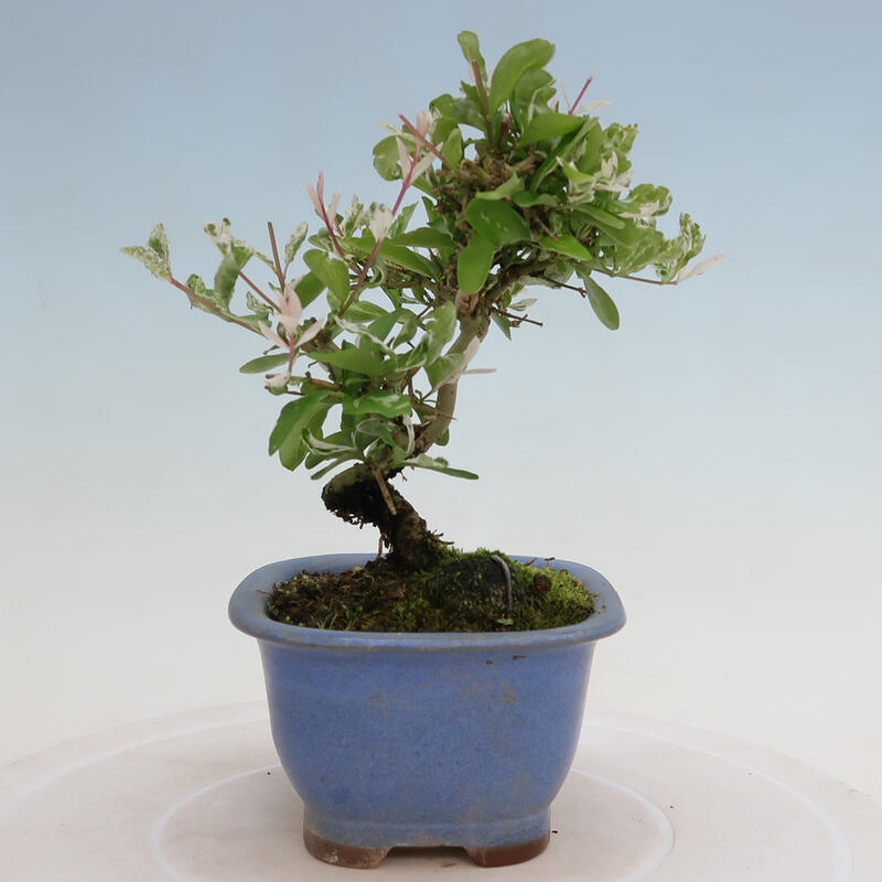 Freilandbonsai - Ligustrum obtusifolium - Stumpfblättriger Vogelschnabel