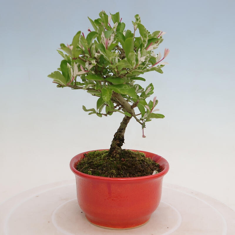 Freilandbonsai - Ligustrum obtusifolium - Stumpfblättriger Vogelschnabel