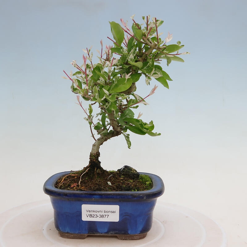 Freilandbonsai - Ligustrum obtusifolium - Stumpfblättriger Vogelschnabel