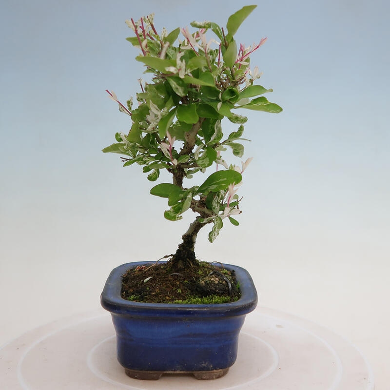 Freilandbonsai - Ligustrum obtusifolium - Stumpfblättriger Vogelschnabel