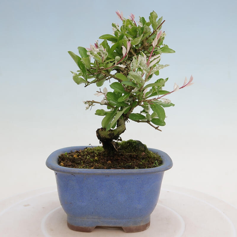 Freilandbonsai - Ligustrum obtusifolium - Stumpfblättriger Vogelschnabel