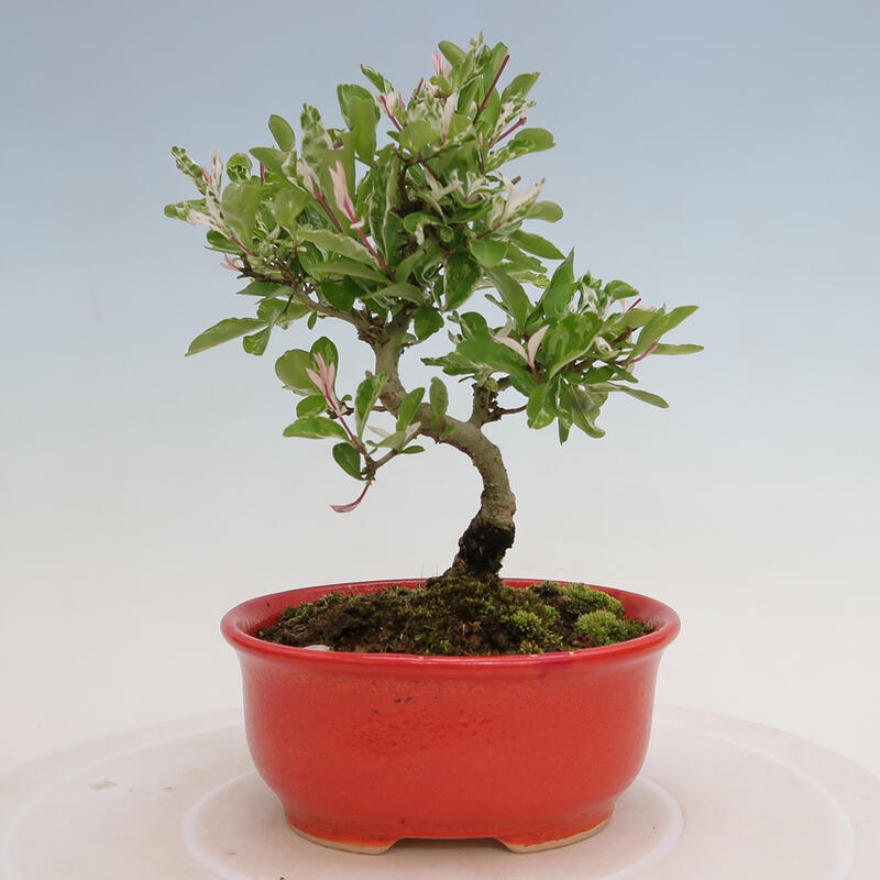 Freilandbonsai - Ligustrum obtusifolium - Stumpfblättriger Vogelschnabel