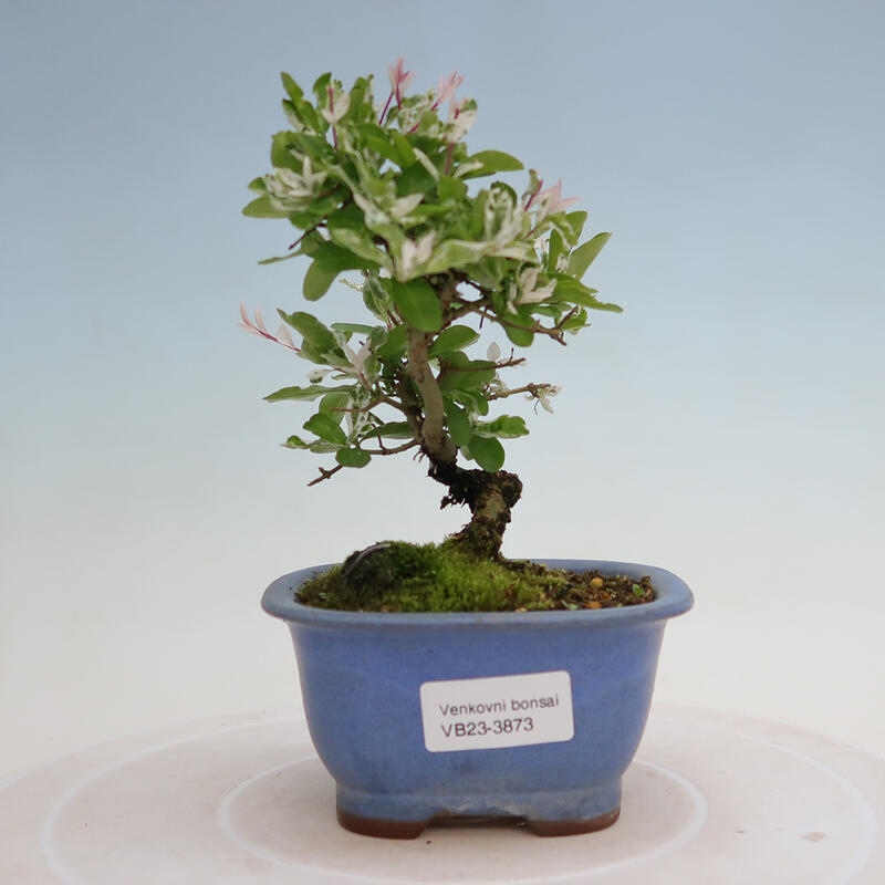 Freilandbonsai - Ligustrum obtusifolium - Stumpfblättriger Vogelschnabel