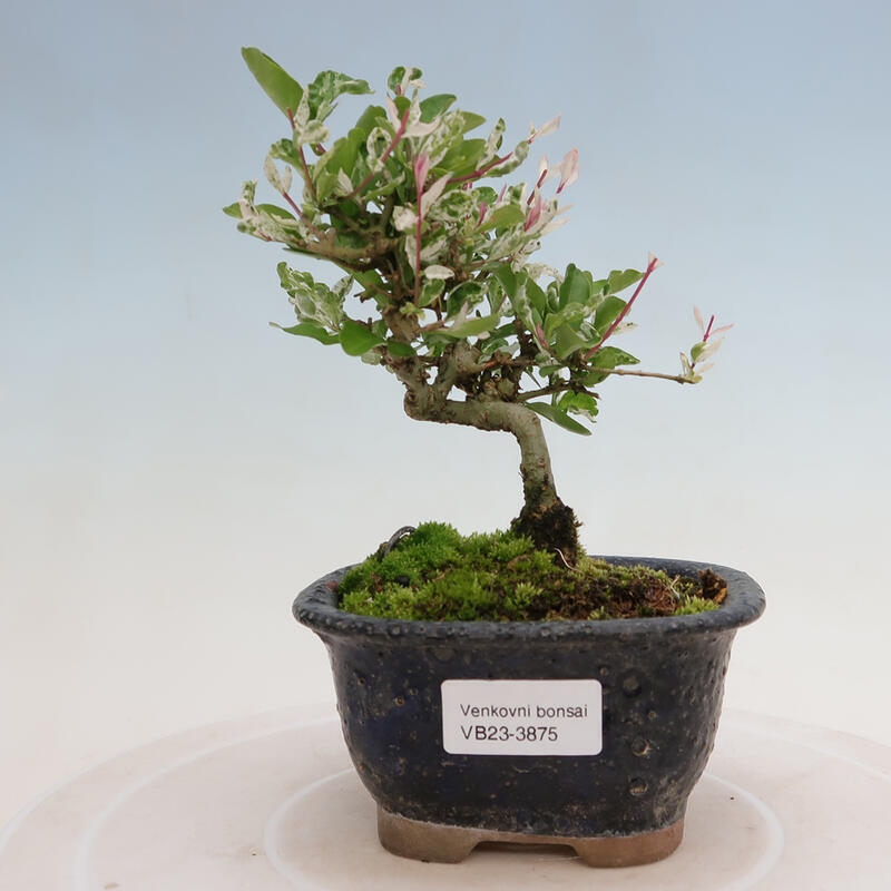 Freilandbonsai - Ligustrum obtusifolium - Stumpfblättriger Vogelschnabel