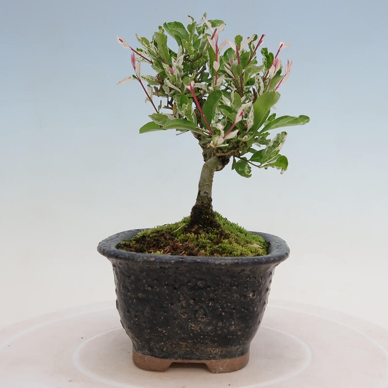 Freilandbonsai - Ligustrum obtusifolium - Stumpfblättriger Vogelschnabel