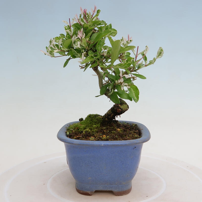 Freilandbonsai - Ligustrum obtusifolium - Stumpfblättriger Vogelschnabel