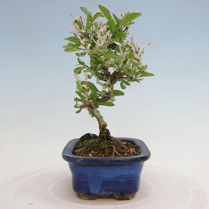 Freilandbonsai - Ligustrum obtusifolium - Stumpfblättriger Vogelschnabel