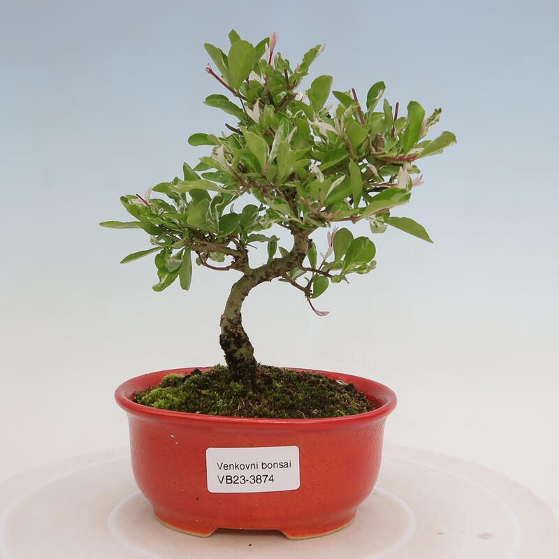 Freilandbonsai - Ligustrum obtusifolium - Stumpfblättriger Vogelschnabel