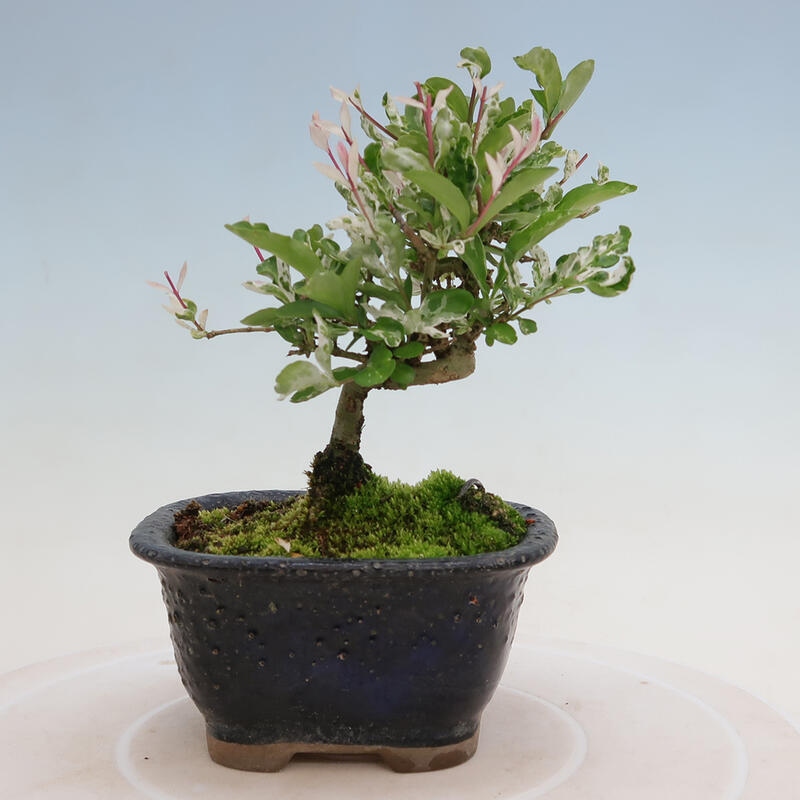 Freilandbonsai - Ligustrum obtusifolium - Stumpfblättriger Vogelschnabel