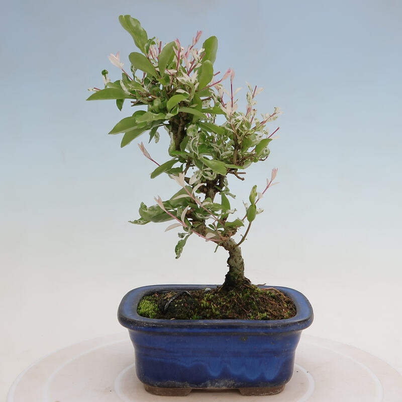 Freilandbonsai - Ligustrum obtusifolium - Stumpfblättriger Vogelschnabel