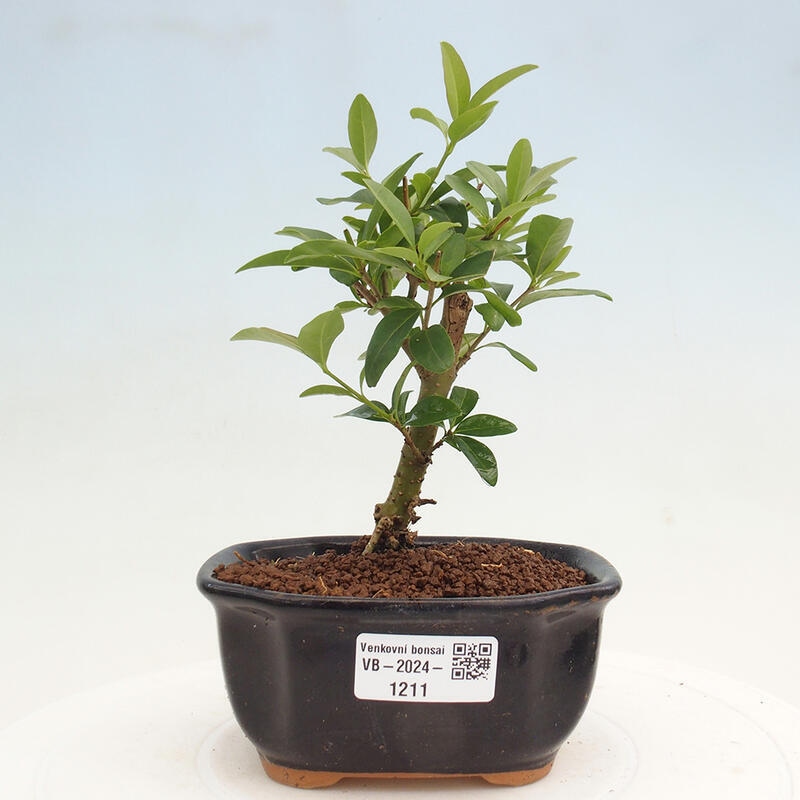 Freilandbonsai - Ligustrum vulgare - Vogelperspektive