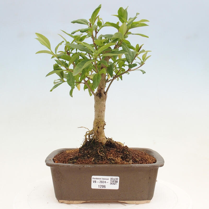 Freilandbonsai - Ligustrum vulgare - Vogelperspektive