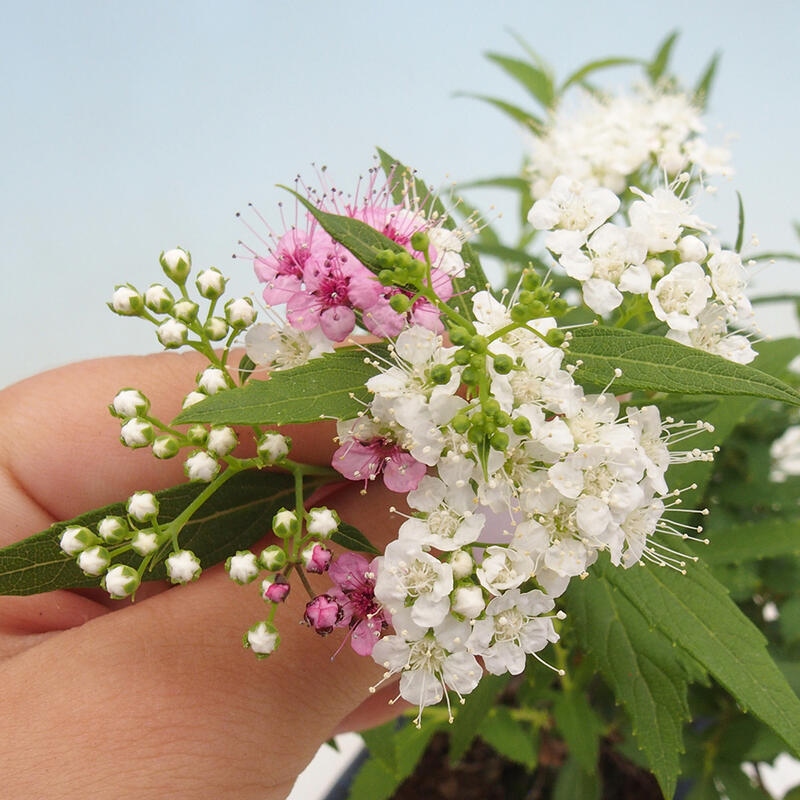 Bonsai im Freien - Spirea japonica GENPSI