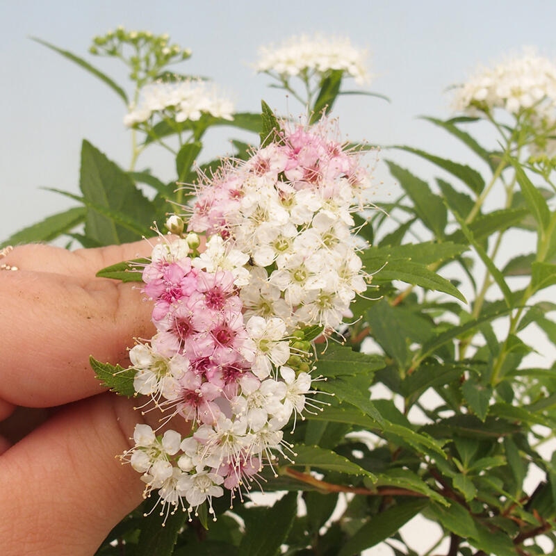 Bonsai im Freien - Spirea japonica GENPSI