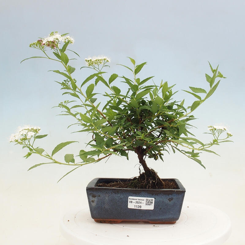 Bonsai im Freien - Spirea japonica GENPSI