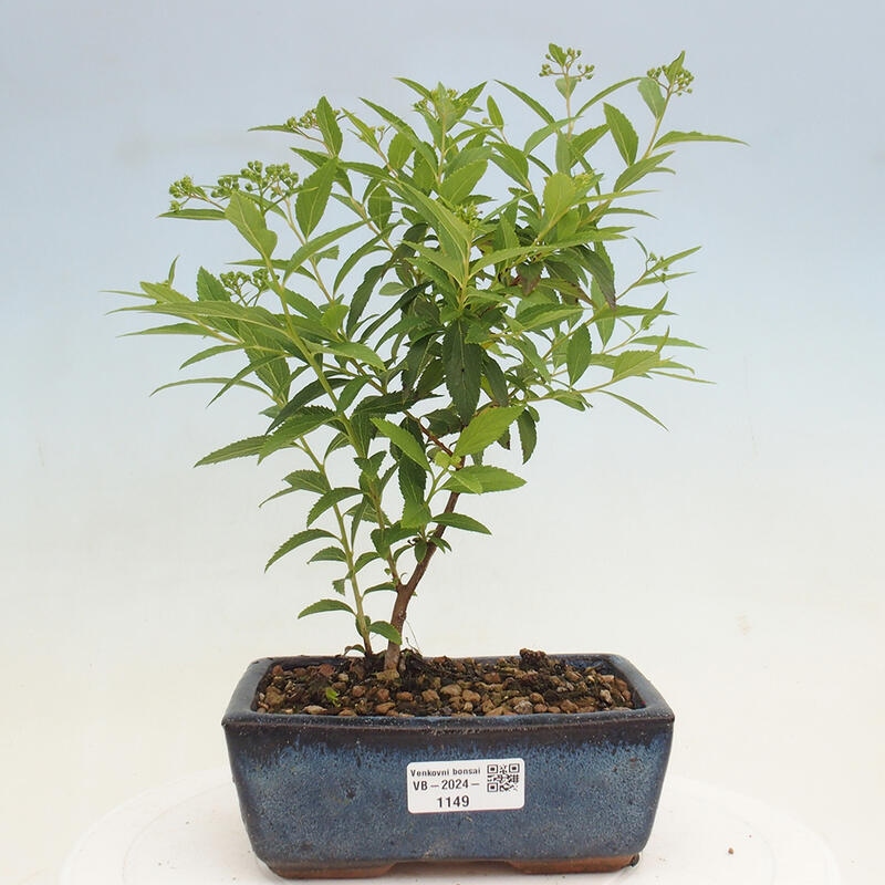 Bonsai im Freien - Spirea japonica GENPSI