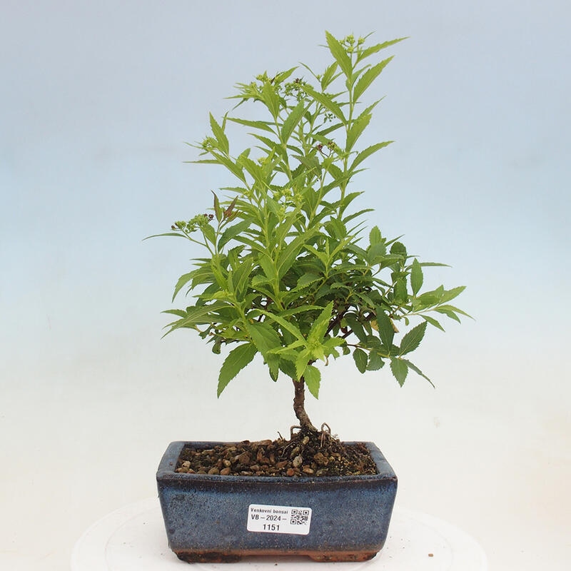 Bonsai im Freien - Spirea japonica GENPSI