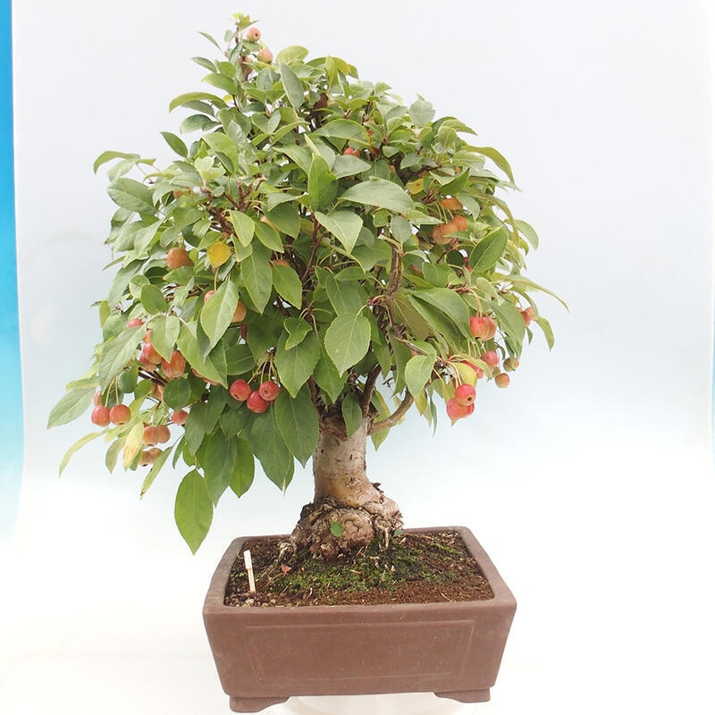 Bonsai im Freien - Malus halliana - Kleinfruchtiger Apfelbaum