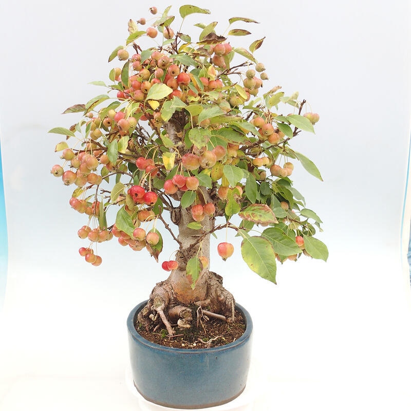 Bonsai im Freien - Malus halliana - Kleinfruchtiger Apfelbaum