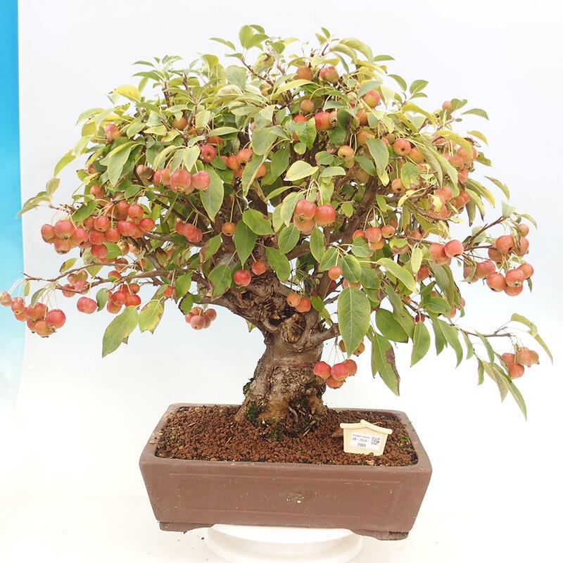 Bonsai im Freien - Malus halliana - Kleinfruchtiger Apfelbaum