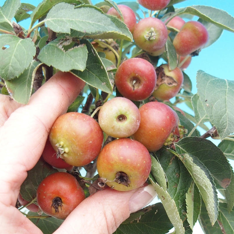 Bonsai im Freien - Malus halliana - Kleinfruchtiger Apfelbaum