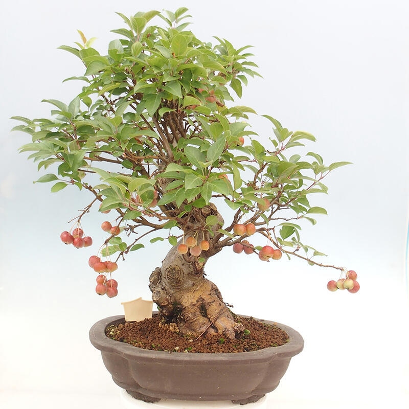 Bonsai im Freien - Malus halliana - Kleinfruchtiger Apfelbaum