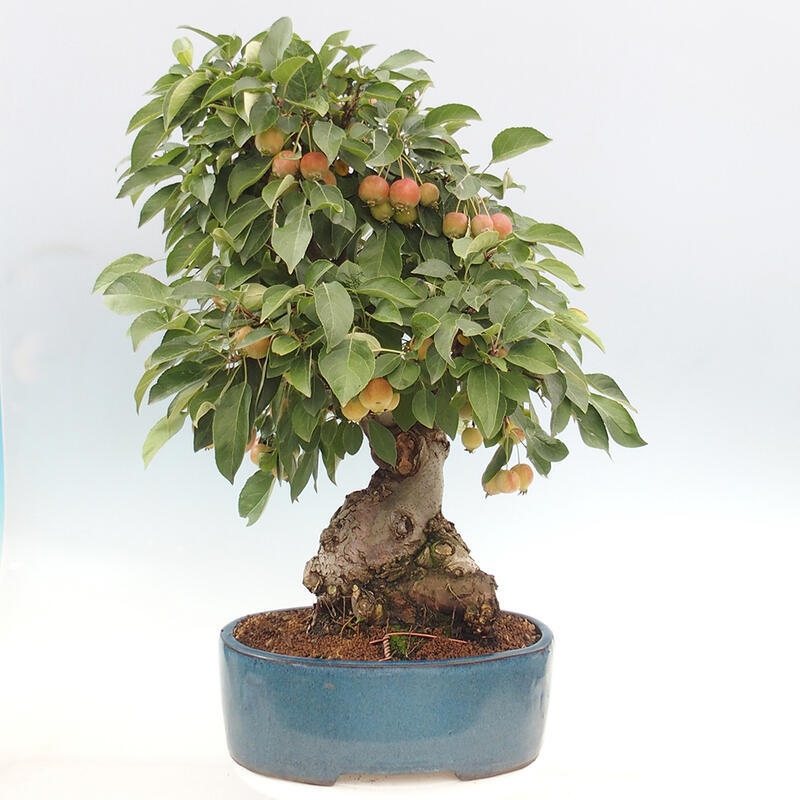 Bonsai im Freien - Malus halliana - Kleinfruchtiger Apfelbaum