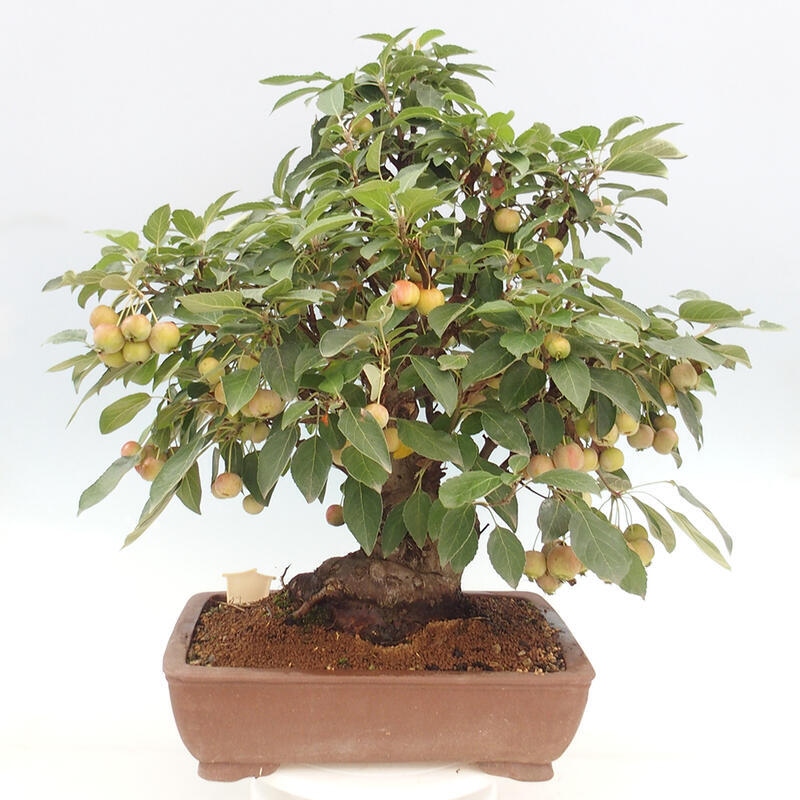 Bonsai im Freien - Malus halliana - Kleinfruchtiger Apfelbaum